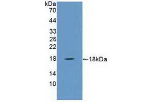 Detection of Recombinant PLA2G2A, Human using Polyclonal Antibody to Phospholipase A2, Group IIA (PLA2G2A)