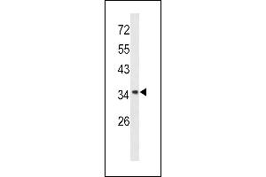 Western blot analysis of Annexin A1 antibody (Center) (ABIN390509 and ABIN2840863) in  cell line lysates (35 μg/lane). (Annexin a1 anticorps  (AA 129-158))