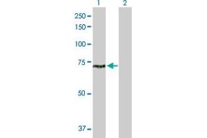 Western Blot analysis of CLPB expression in transfected 293T cell line by CLPB MaxPab polyclonal antibody. (CLPB anticorps  (AA 1-707))