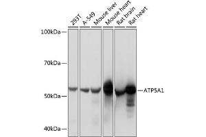 Western blot analysis of extracts of various cell lines, using  Rabbit mAb (1217) at 1:1000 dilution. (ATP5A1 anticorps)