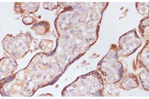 Immunohistochemistry of paraffin-embedded Human placenta using KLKB1 Polyclonal Antibody at dilution of 1:100 (40x lens).