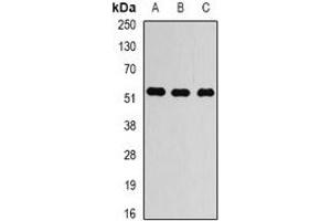 Western blot analysis of Alpha-tubulin 4a expression in LOVO (A), HEK293T (B), HUVEC (C) whole cell lysates.