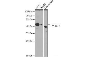 Western blot analysis of extracts of various cell lines using VPS37A Polyclonal Antibody at dilution of 1:1000. (VPS37A anticorps)