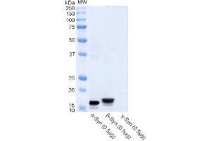 Western blot analysis of Human Recombinant Protein showing detection of Alpha Synuclein protein using Rabbit Anti-Alpha Synuclein Polyclonal Antibody (ABIN6698745). (SNCA anticorps  (HRP))