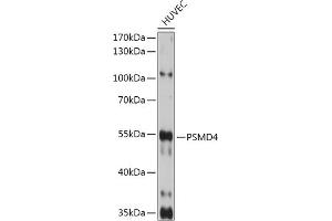 Western blot analysis of extracts of HUVEC cells, using PSMD4 antibody (ABIN3021329, ABIN3021330, ABIN3021331 and ABIN6214913) at 1:1000 dilution. (PSMD4/ASF anticorps  (AA 1-377))