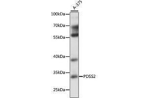 Western blot analysis of extracts of A-375 cells, using PDSS2 antibody (ABIN7269511) at 1:1000 dilution. (PDSS2 anticorps  (AA 220-399))