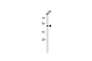 anti-Transcription Factor Dp Family, Member 3 (TFDP3) (AA 82-108), (N-Term) antibody