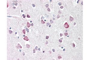 Anti-NEUROG2 / NGN2 / Neurogenin 2 antibody IHC staining of human brain, cortex. (Neurogenin 2 anticorps  (C-Term))