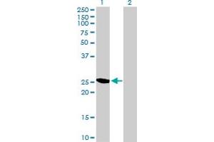 Western Blot analysis of YEATS4 expression in transfected 293T cell line by YEATS4 MaxPab polyclonal antibody. (GAS41 anticorps  (AA 1-227))