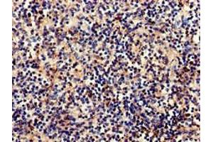 Immunohistochemistry of paraffin-embedded human spleen tissue using ABIN7148332 at dilution of 1:100