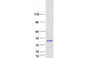 Validation with Western Blot (GZMA Protein (Myc-DYKDDDDK Tag))