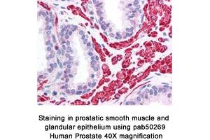 Image no. 1 for anti-Optic Atrophy 1 (Autosomal Dominant) (OPA1) (AA 500-600), (Internal Region) antibody (ABIN363578)
