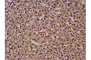 IHC image of ABIN7169549 diluted at 1:200 and staining in paraffin-embedded human adrenal gland tissue performed on a Leica BondTM system.