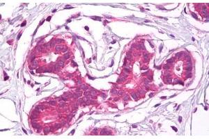 Anti-CD44 antibody IHC staining of human breast. (CD44 anticorps)