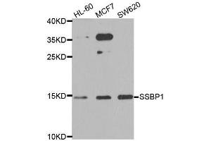 Western blot analysis of extracts of various cell lines, using SSBP1 antibody. (SSBP1 anticorps  (AA 1-148))