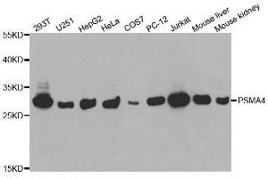 Western blot analysis of extracts of various cell lines, using PSMA4 antibody.