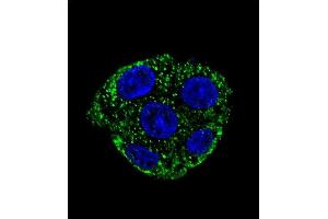 Confocal immunofluorescent analysis of GSTO2 Antibody (Center) (ABIN652022 and ABIN2840502) with HepG2 cell followed by Alexa Fluor 488-conjugated goat anti-rabbit lgG (green).