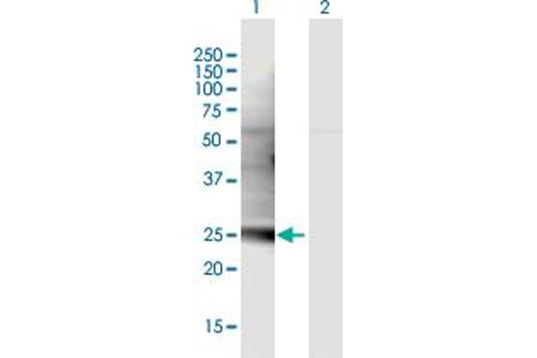 C1QL3 antibody  (AA 1-255)
