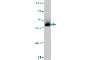 Western Blot detection against Immunogen (51.