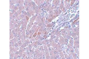 Immunohistochemical staining of rat liver tissue with LYRM1 polyclonal antibody  at 5 ug/mL dilution. (LYRM1 anticorps  (Internal Region))