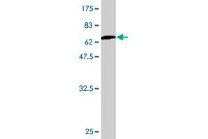 Western Blot detection against Immunogen (62.