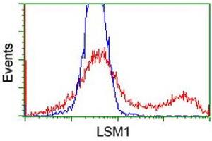 HEK293T cells transfected with either RC200288 overexpress plasmid (Red) or empty vector control plasmid (Blue) were immunostained by anti-LSM1 antibody (ABIN2454739), and then analyzed by flow cytometry. (LSM1 anticorps  (AA 1-133))