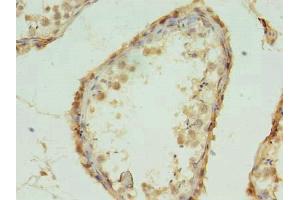 Immunohistochemistry of paraffin-embedded human testis tissue using ABIN7142361 at dilution of 1:100