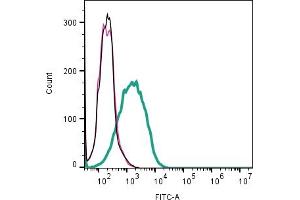 Cell surface detection of SLC10A4 by indirect flow cytometry in live intact human  megakaryoblast leukemia cell line: + goat-anti-rabbit-FITC.