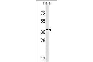 Western blot analysis in Hela cell line lysates (35ug/lane). (VPS37C anticorps  (AA 142-169))