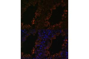 Immunofluorescence analysis of mouse testis using TPD52L3 antibody (ABIN7271078) at dilution of 1:100.