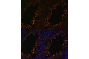 Immunofluorescence analysis of mouse testis using TPD52L3 antibody (ABIN7271078) at dilution of 1:100. (TPD52L3 anticorps  (AA 1-132))