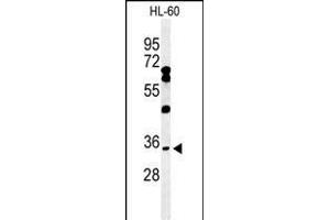 Western blot analysis of BHLHB5 Antibody (Center) (ABIN650975 and ABIN2840018) in HL-60 cell line lysates (35 μg/lane). (BHLHE22 anticorps  (AA 236-264))