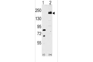Western blot analysis of LRP6 (arrow) using rabbit polyclonal LRP6 Antibody (C-term ) (ABIN390100 and ABIN2840612). (LRP6 anticorps  (C-Term))