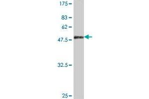 Western Blot detection against Immunogen (50.