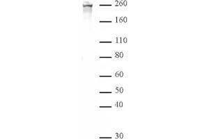 RNA Pol II CTD phospho Ser2 pAb tested by Western blot. (Rpb1 CTD anticorps  (pSer2, Ser2))
