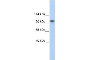 WB Suggested Anti-BBX Antibody Titration: 0. (BBX anticorps  (Middle Region))