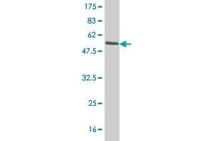 Western Blot detection against Immunogen (59.
