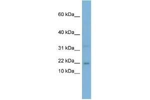 WB Suggested Anti-CEBPG Antibody Titration:  0. (CEBPG anticorps  (Middle Region))