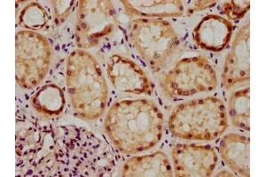 IHC image of ABIN7154372 diluted at 1:300 and staining in paraffin-embedded human kidney tissue performed on a Leica BondTM system. (GRHL1 anticorps  (AA 1-95))
