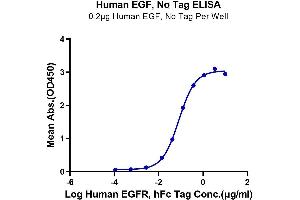 Immobilized Human EGF at 2 μg/mL (100 μL/well) on the plate.