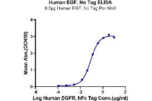 Immobilized Human EGF at 2 μg/mL (100 μL/well) on the plate. (EGF Protéine)