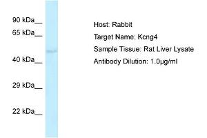 Host: Rabbit Target Name: Kcng4 Sample Type: Rat Liver lysates Antibody Dilution: 1. (KCNG4 anticorps  (Middle Region))