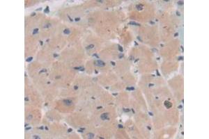 Used in DAB staining on fromalin fixed paraffin- embedded Kidney tissue (BMX anticorps  (AA 209-446))