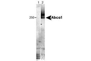 Western blot analysis of Abca1 in wild type liver tissue (in RIPA) using Abca1 monoclonal antibody, clone HJ1 . (ABCA1 anticorps  (N-Term))