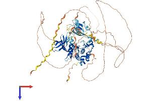 AlphaFold protein structure predicition of Mouse Recombinant Dclk3 Protein, UniprotID Q8BWQ5