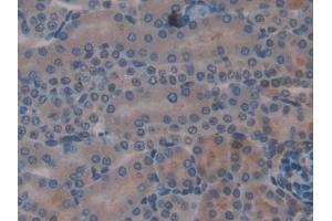Detection of CYR61 in Mouse Kidney Tissue using Polyclonal Antibody to Cysteine Rich Protein, Angiogenic Inducer 61 (CYR61)