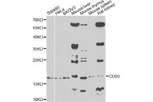 Western blot analysis of extracts of various cell lines, using CD59 antibody. (CD59 anticorps)