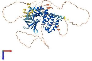 AlphaFold protein structure predicition of Mouse Recombinant Frmd6 Protein, UniprotID Q8C0V9