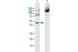 Western Blot analysis of PPME1 expression in transfected 293T cell line by PPME1 MaxPab polyclonal antibody. (PPME1 anticorps  (AA 1-386))