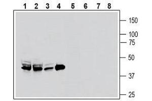 Western blot analysis of rat brain membranes (lanes 1 and 5), mouse brain membranes (lanes 2 and 6), rat pancreas lysate (lanes 3 and 7) and mouse kidney membranes (lanes 4 and 8): - 1-4. (SCTR anticorps  (Extracellular))